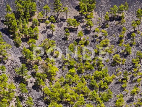 Spain, Canary Islands, La Palma, Fuencaliente, Canary Island Pines, Pinus Stock Photos