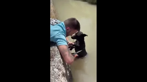 Spain: Dog Bound With Bricks And Zip Ties Pulled From Water In Urgent Mur... Stock Footage 337442596
