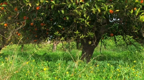 Spain  Stock Footage 314979