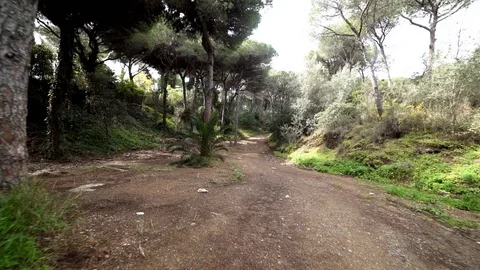Spain forrest Stock Footage 89700137
