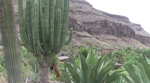 Spain - Gran Canaria - plants Видео 33217892