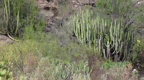 Spain - Gran Canaria - plants Stock-Footage 33230841