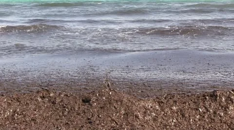 Spain - Majorca - alga Stock Footage 21269861
