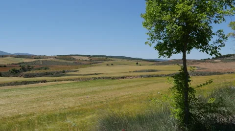 Spain Meseta tree and wheat field Stock Footage 62730300