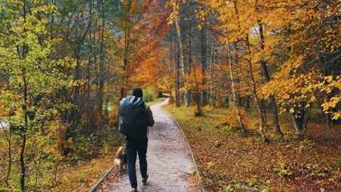Spain Ordesa y Monte Perdido, Man Walking with Dog in Golden Autumn Forest Stock Footage 317550685