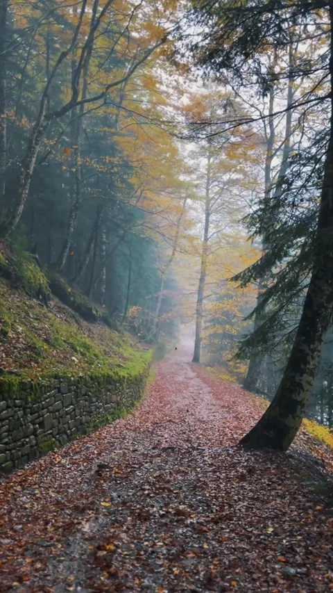 Spain Ordesa y Monte Perdido, Autumn Rain on Hiking Trail Vertical Video Stock Footage 317550692
