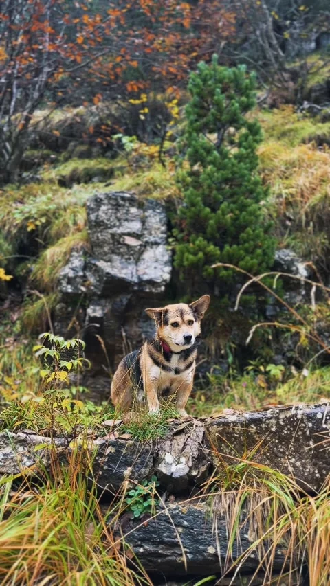 Spain Ordesa y Monte Perdido, Wet Dog in Autumn Forest Vertical Video Stock Footage 317550724