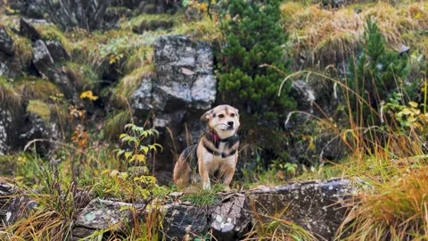 Spain Ordesa y Monte Perdido, Wet Dog in Autumn Forest Stock Footage 317550726