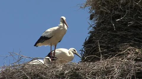 Spain stork on nest 3 Stock-Footage 11003704