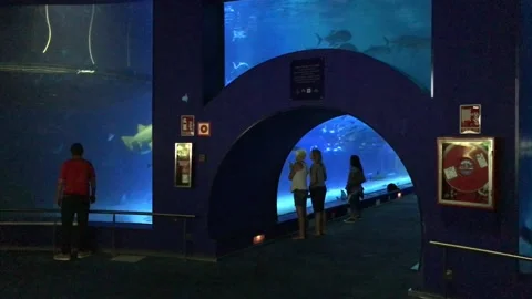 Spain - Valencia | Oceanogràfic | Oceanarium | Sci-Fi | Aquarium Stock Footage 165253407