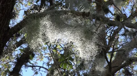 Spainish Moss In The Wind Video stock 47327538