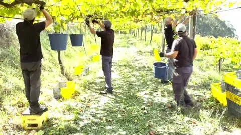 Spain's Galicia ends record-early grape harvest, Spain, ES - 26 Sep 2026 Stock Footage 346451347