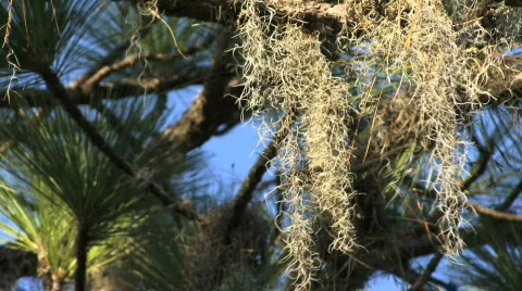 Spainsh Moss 01 Stock Footage 89554