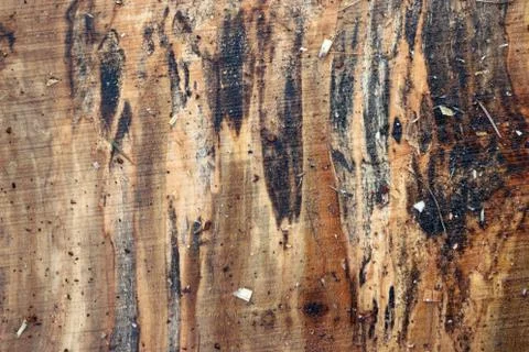 Spalted maple tree sawn timber plank Stock Photos