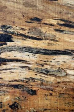 Spalted maple tree sawn timber plank Stock Photos
