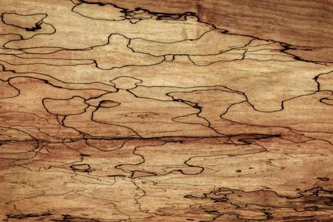 Spalted Pattern on sugar maple wood grain. Spalting coloration created by fungi. Stock Photos