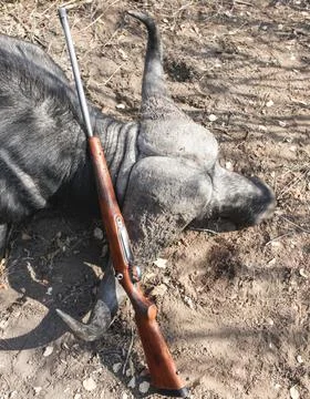 Span of the bull buffalo's horns compared to the size of a hunting carbine. Stock Photos