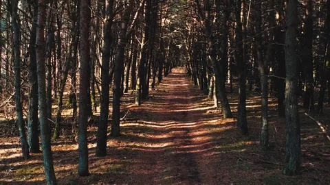 Span in the forest Stock Footage 83654232