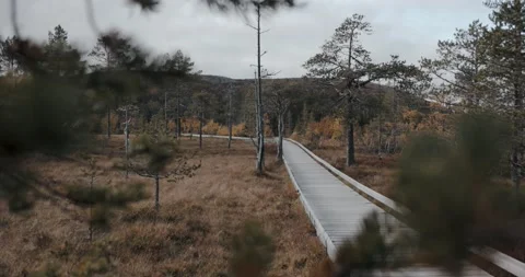 Span in the middle of a mire in Sweden 120 fps Stock Footage 218982898
