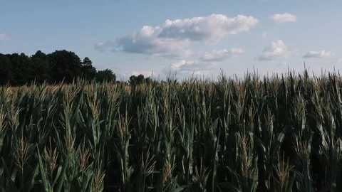 Span near a corn field in summer Stock Footage 128604095