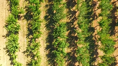 Span over rows of fruit trees Stock-Footage 88509662