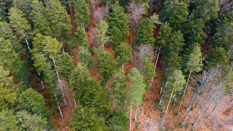 Span over tree tops, tall pines, conifers Stock Footage 127023839