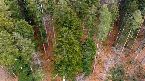 Span over tree tops, tall pines, conifers Stock Footage 127024236