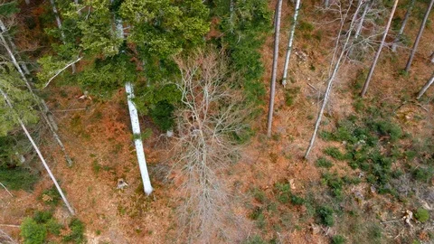 Span over tree tops, tall pines, conifers Stock Footage 127024379