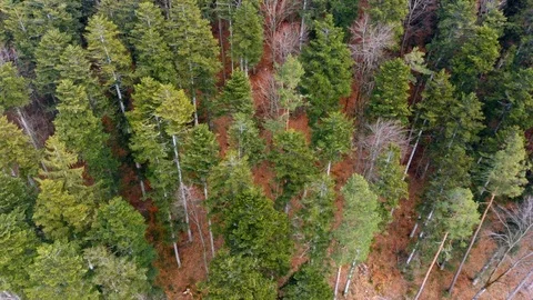 Span over tree tops, tall pines, conifers Stock Footage 127063556