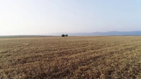 Span over a wheat field Stock Footage 78055792