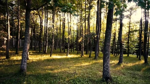 Span overlooking the artificial forest Stock Footage 91586194