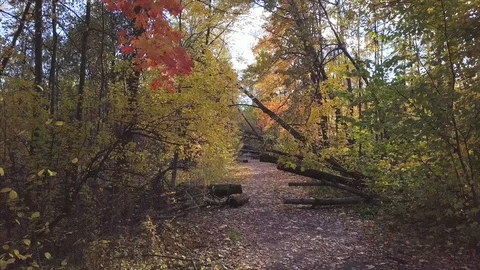Span on the road between fallen trees in a forest park Stock Footage 96212440