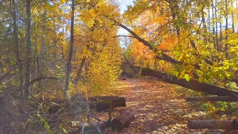 Span on the road between fallen trees in a forest park Stock Footage 96212496