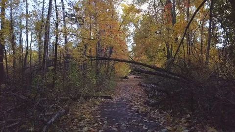 Span on the road between fallen trees in a forest park Stock Footage 96212529