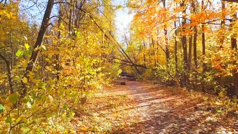 Span on the road between fallen trees in a forest park Stock Footage 96212548