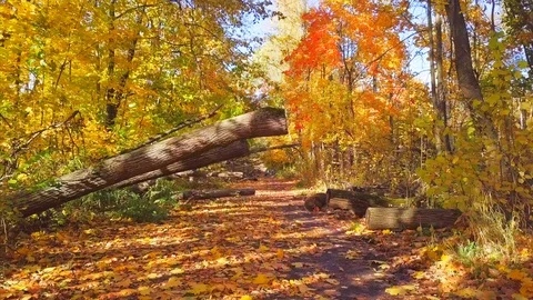 Span on the road between fallen trees in a forest park Stock Footage 96212550
