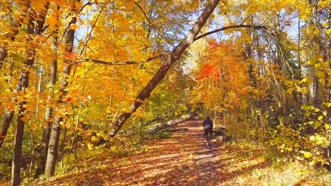 Span on the road between fallen trees in a forest park Stock Footage 96212657