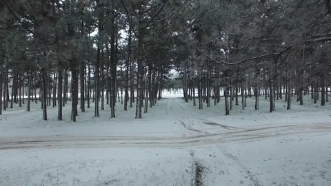 The span of the road in the winter forest through the trees. Stock Footage 72535438