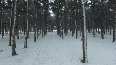 The span of the road in the winter forest through the trees. Stock Footage 72535547