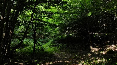 Span in the woods between the trees. Stock Footage 111392714