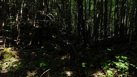 Span in the woods between the trees. Stock Footage 111393095
