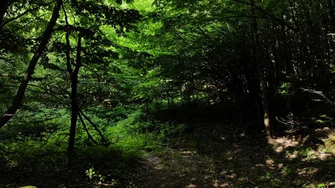 Span in the woods between the trees. Stock Footage 111393100