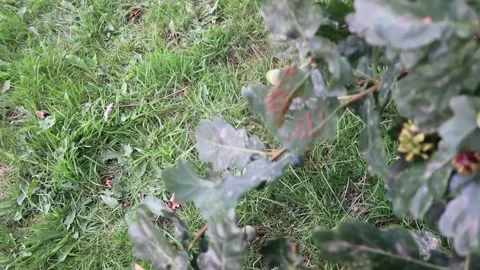Spangle Galls on the leaves of an Oak tree Stock Footage 314372938