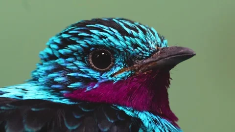 A Spangled Cotinga bird Stock Footage 263900238