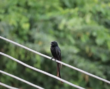 Spangled drongo bird Stock Photos