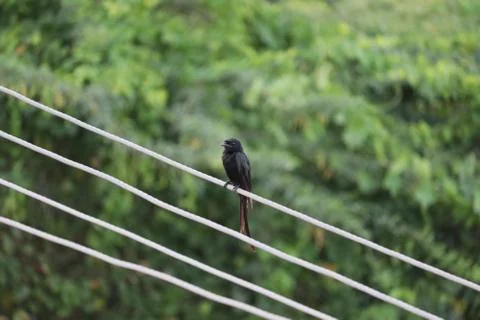 Spangled drongo bird Stock Photos
