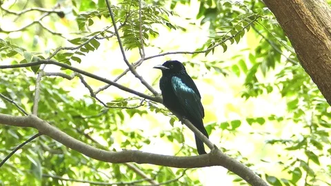 Spangled Drongo on branch. Video stock 72375693