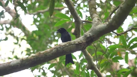 Spangled drongo Dicrurus bracteatus of Malacca Vidéo 328010365
