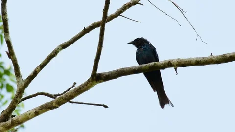 Spangled Drongo, Dicrurus bracteatus, perched on a bare branch, alert and Stock Footage 121435463