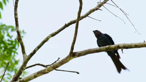 Spangled Drongo, Dicrurus bracteatus, perched on a bare branch shaking its Stock Footage 121435847